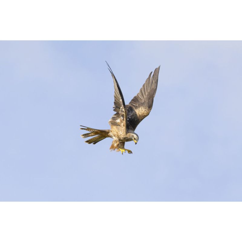 Canon RF 200–800 mm F6.3–9 IS USM - Imagen 12